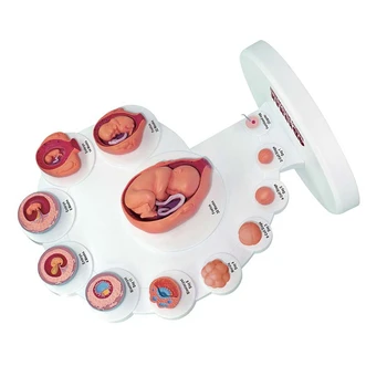 4D Анатомическая модель Развития человеческого эмбриона, обучающий Орган роста плода, собранные игрушки Alpinia